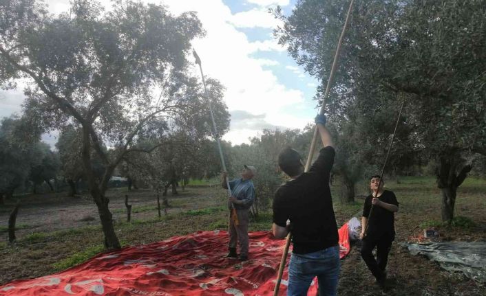 Aydın genelindeki yağışlar zeytin üreticisini sevindirdi