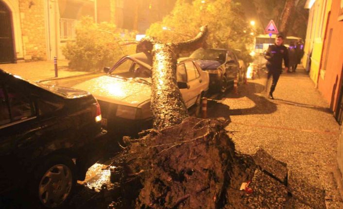 Aydın’da etkili olan yağmurda devrilen çam ağacı, araçları hurdaya çevirdi