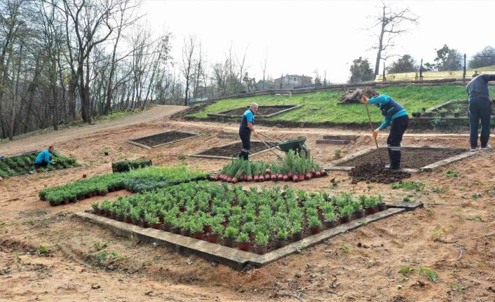 Damlar Vadisi Millet Bahçesine aromatik bitkiler dikildi