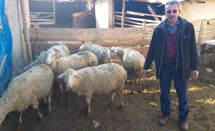 Eskişehir’de çalınan koyunlar Ankara’da bulundu