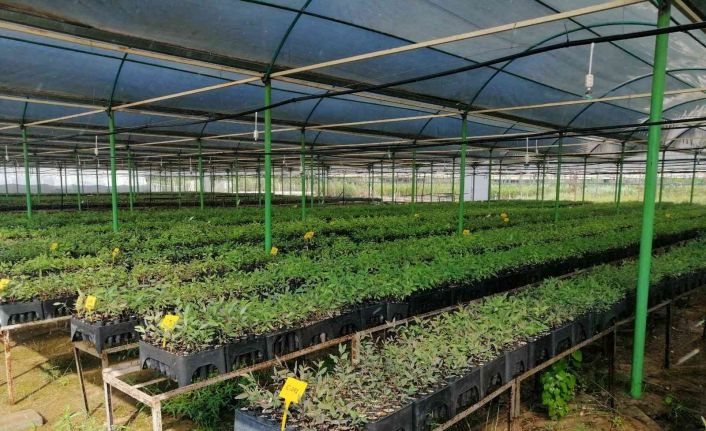 Mersin’de ’klonal okaliptüs’ fidanları toprakla buluşmaya hazır