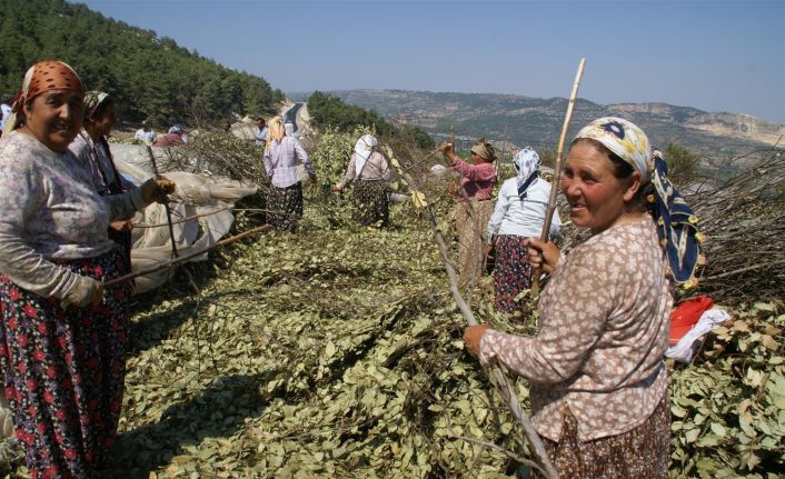 Mersin’de odun dışı ürün satışında hedefler aşıldı