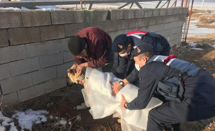 Otomobilin çarptığı köpeği jandarma sahiplendi