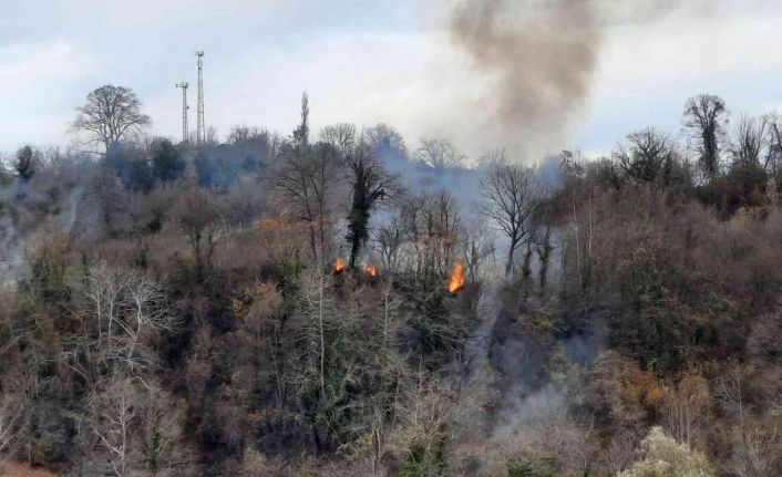 Sinop’ta orman yangını