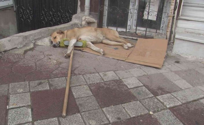 Temizlik işçisinin süpürgesini alıp kaçan sokak köpeği kamerada