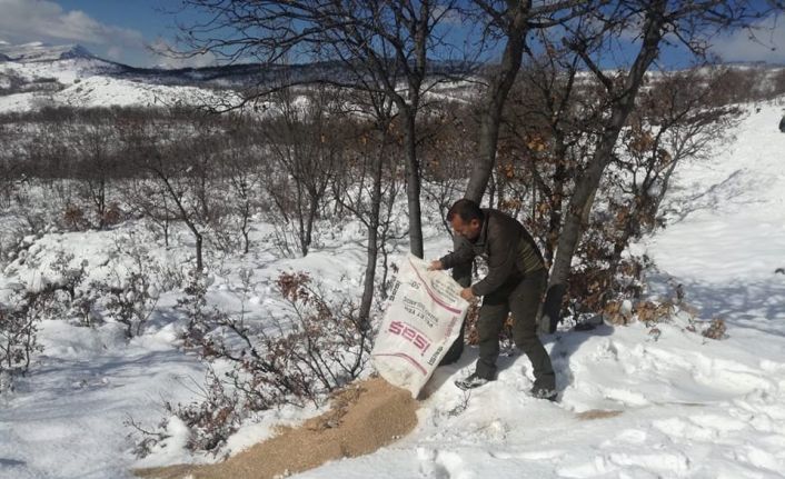 Tunceli’de  yaban hayvanları için doğaya yem bırakıldı