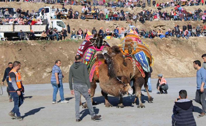 Türkiye’nin pehlivan develeri kozlarını Aydın Koçarlı’da paylaştı