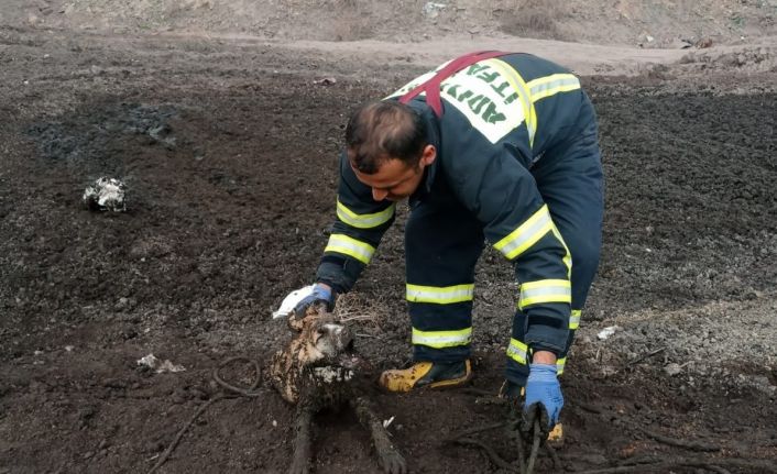 Üç köpek balçıkta mahsur kaldı