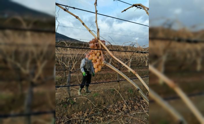 Üzüm bağlarında budama çalışmaları başladı