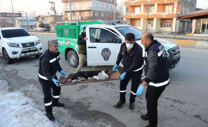 Van’da başıboş dolaşan pitbull koruma altına alındı