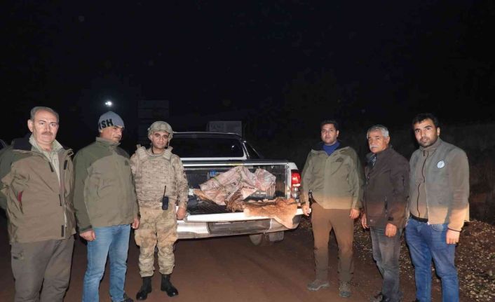 Yabani dağ keçisini vuran şahsa 63 bin TL ceza