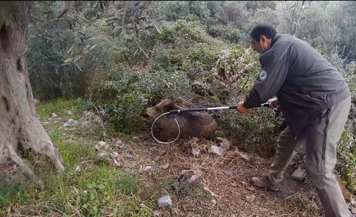 Yaralı domuz, duyarlı vatandaşın dikkati sayesinde kurtarıldı