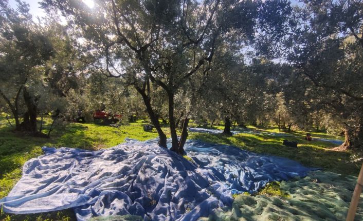 Zeytin toplayan üreticilerin lodosla imtihanı