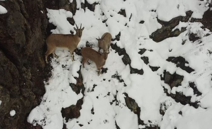 Erzincan’da dağ keçileri havadan görüntülendi