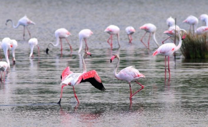 Flamingoların muhteşem kış dansı