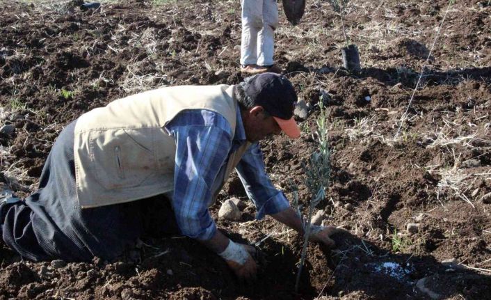 Kilis’te çiftçiye fidan desteği