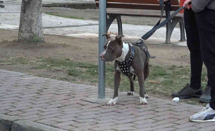 (Özel) Çocuk parkına terkedilen Pitbull’u kemeriyle yakaladı