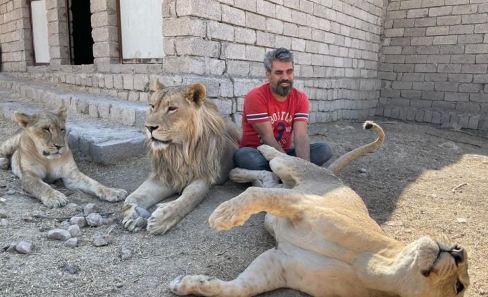 Aslan terbiyecisi Akbey, 3 aslanına yavrusu gibi bakıp eğitti