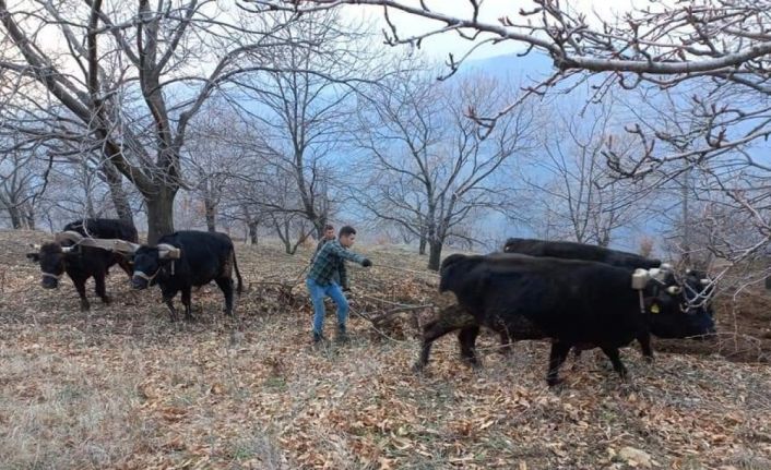 Aydın’da soğuklar bitti, tarım alanlarında çalışmalar başladı