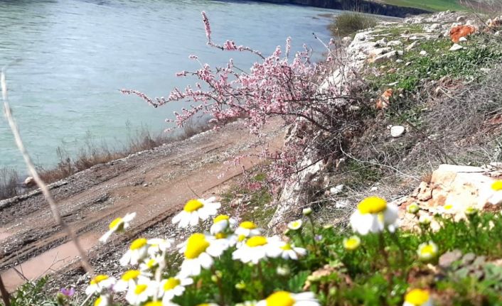 Baharın habercisi bademler çiçek açtı