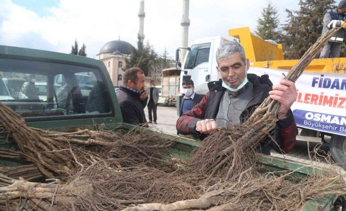 Çameli’nde ceviz üretim alanları genişletiliyor