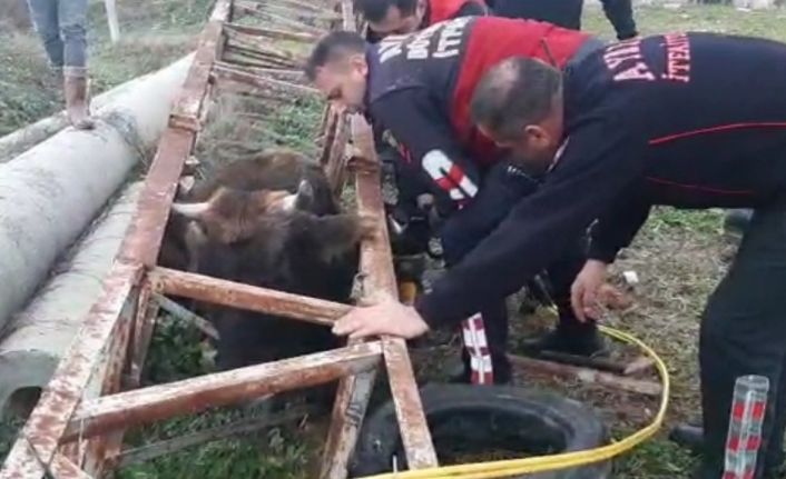 Direğe sıkışan ineğin imdadına itfaiye koştu