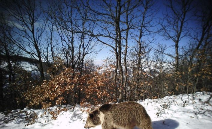 Erzincan’da yaban hayat fotokapanlarla görüntülendi