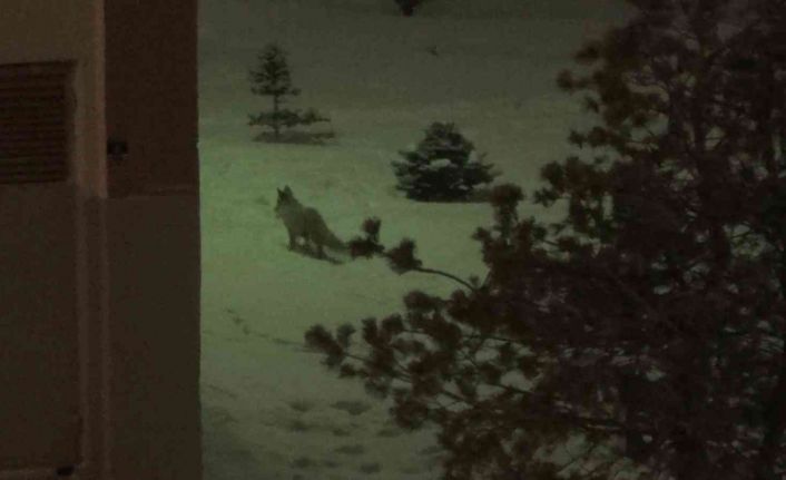 Erzurum’da aç kalan tilki kent merkezinde yiyecek aradı