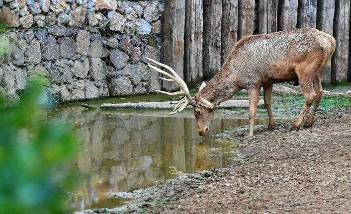 İzmir Doğal Yaşam Parkı’nın 54 sakini artık Uşaklı