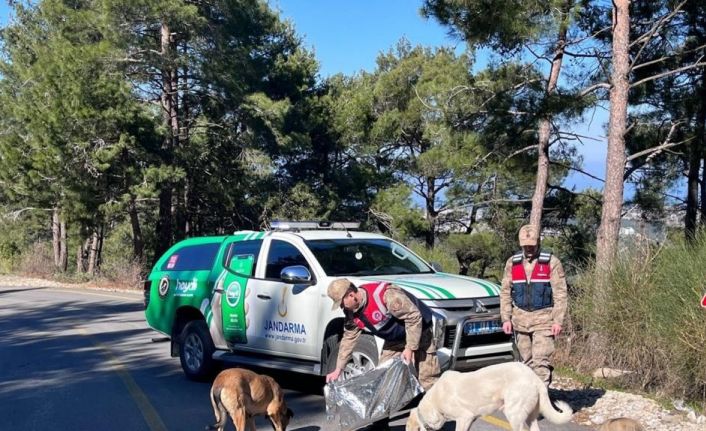 Jandarma sokak hayvanlarını besledi