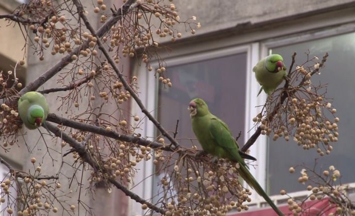 Kadıköy’de yeşil papağan sürüsü görenleri şaşkına çevirdi