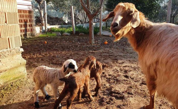 Keçi üçüz doğurdu, yavrulardan birinin kuzu olması görenleri şaşırttı