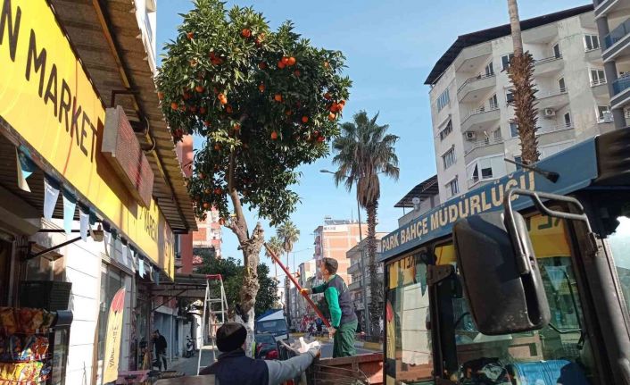 Nazilli’de toplanan turunçlar öğrencilere burs oluyor