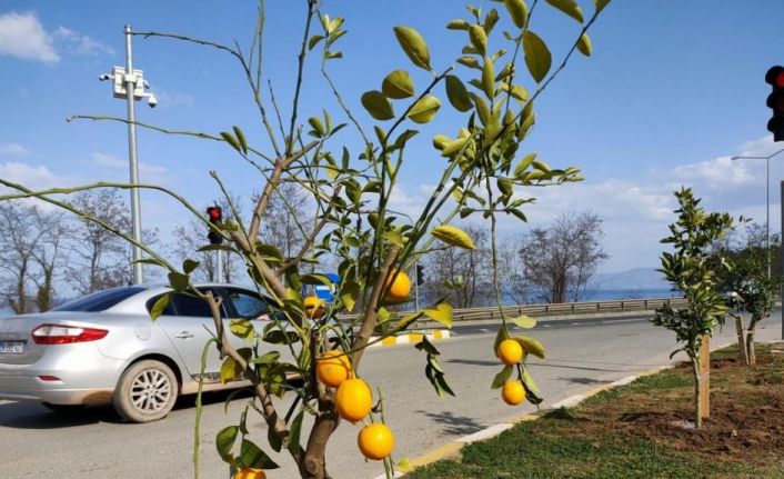 Ordu’da parklar narenciye bahçesi gibi