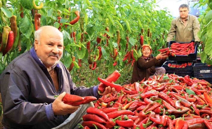 Örtü altı kırmızı biber üreticisini güldürdü