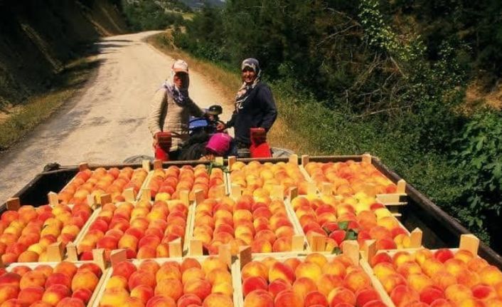 Osmaneli’nde meyve suyu üretimi tesisi faaliyete geçecek