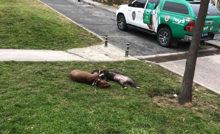 (Özel) Çocuk parkında dehşet...Kendilerine saldıran Pitbull köpekleri tabancayla öldürdüler