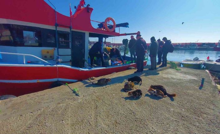 Sabırlı kediler, 4 gözle tekneleri bekliyorlar