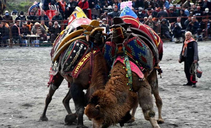 Söke 7. Geleneksel Deve Güreşi Festivali yoğun ilgi gördü