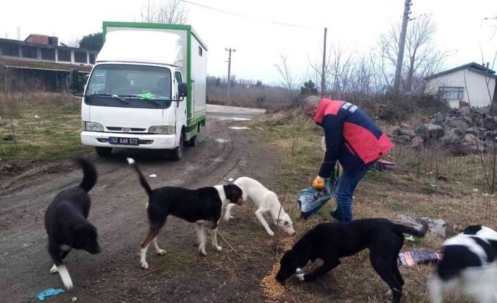 Ünye’de sokak hayvanları unutulmuyor