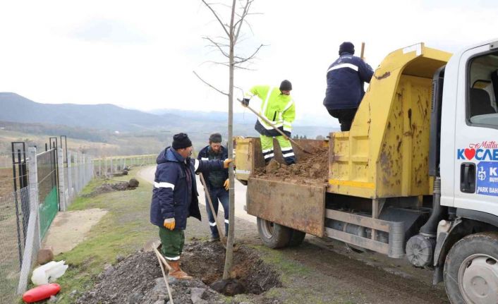 Yol kenarları yeşile bürünecek