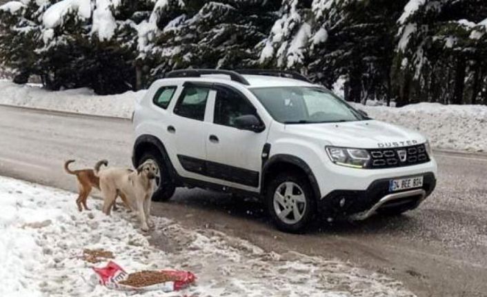 Abant Tabiat Parkı yoluna bırakılan köpeklere mama dağıtıldı