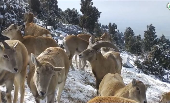 Anadolu yaban koyunlarının görüntüleri yemleme alanındaki fotokapana yansıdı