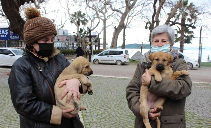 Balıkesir Büyükşehir Belediyesine ait VETBÜS Erdek’ e geldi