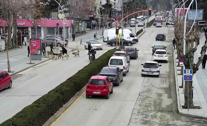 Başkan yardımcısı saldırıya uğrayan köpeği böyle kurtardı