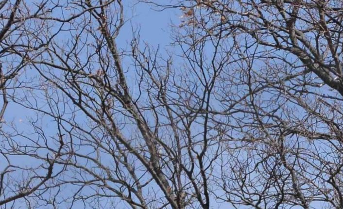 Bozayı doğa fotoğrafçısını ’poz verdi’