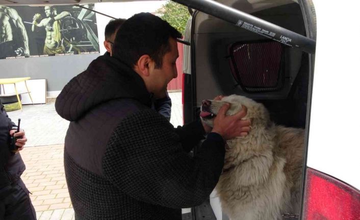 Çalınan köpeğine 2 hafta sonra kavuştu