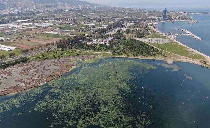 Deniz marulu İzmir’de yeniden görüldü