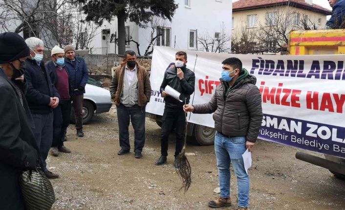 Denizli’de 2017’den bugüne kadar 380 bin ceviz fidanı dağıtıldı