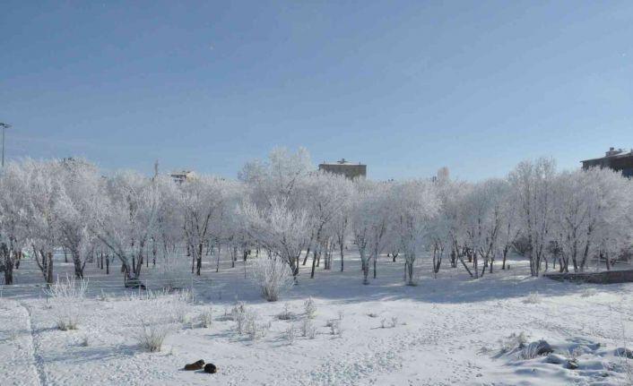 Kars’ta eksi 13’ü gördü, ağaçlar kırağı tuttu